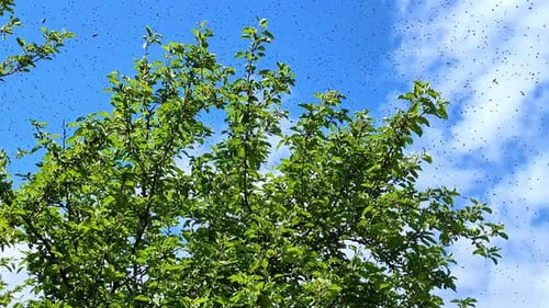 Tree with Bugs Flying in Bright Blue Sky