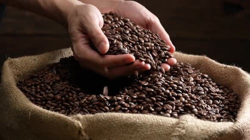 Hands Holding and Releasing Roasted Coffee Beans
