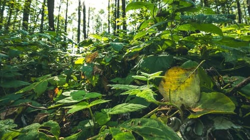 Forest Wild Raspberries From Summer