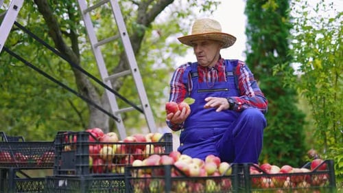 Fresh organic fruits garden in basket. Apples in basket agricultural harvesting.
