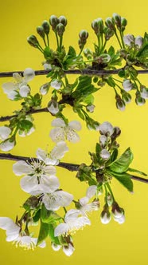Time Lapse of the Blossoming of White Petals of a Apple Flower