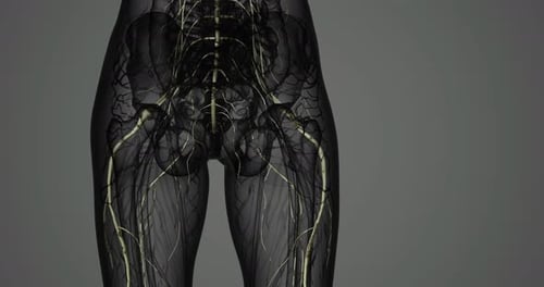 Visualizing the Human Nervous System for Better Understanding