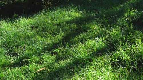 Sonnenbeschienenes Gras mit beweglichen Pflanzenschatten in einer statischen Naturaufnahme