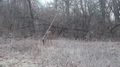 Hirsch im Wald