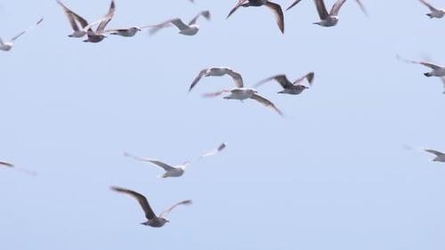 Wilde Seevögel Möwen schweben über der Meeresbucht bei blauem Himmel, Kinoansicht