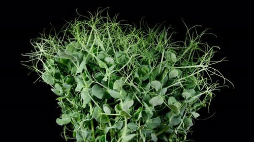 Green Pea Germination Moves In Time Lapse. Micro Greens Seedling For Healthy Eating. Vegan Food