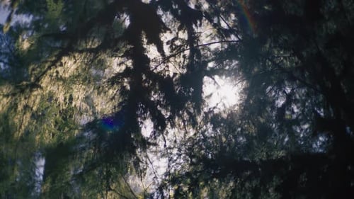 Dense rainforest with tall Douglas fir trees under sunlight. Slow motion