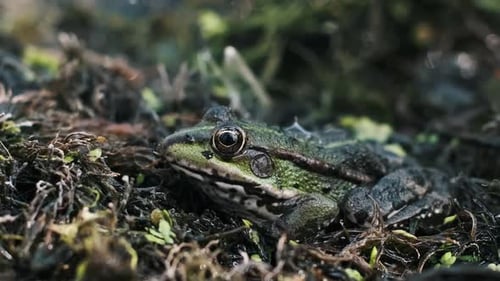Green Frog Resting in Marsh