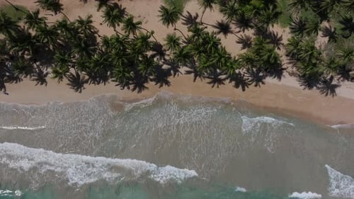 Clear ocean water and whitewash waves crash on golden sandy beach lined with tropical palm tree shad