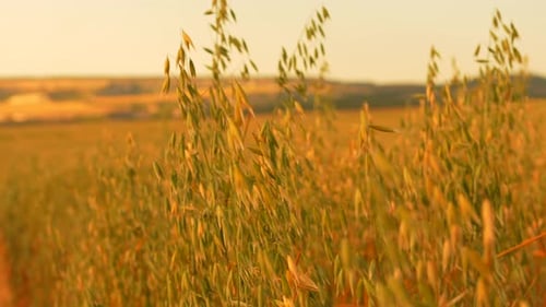 Oats Field Golden Grains Swaying in Wind at Sunset Rural Farm Landscape Peaceful Nature