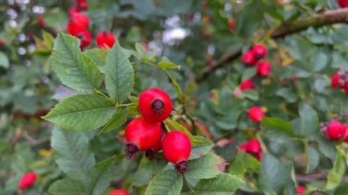 Rosehip is a Wild Plant Genus of the Rose Family A Variety of Rosehip is a Rose