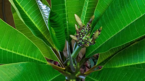 Tropical Green Plant and Budding Flowers Close Up