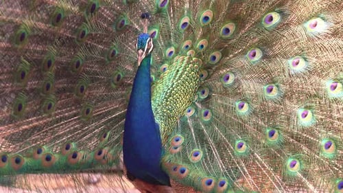 Peacock Displays its Vibrant Colorful Plumage