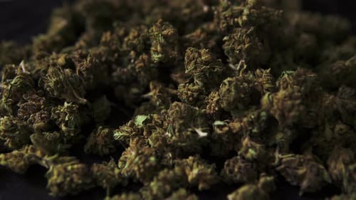 Cannabis flowers of cbd and thc marijuana buds filmed from up close as the smoke pass in front. Alte