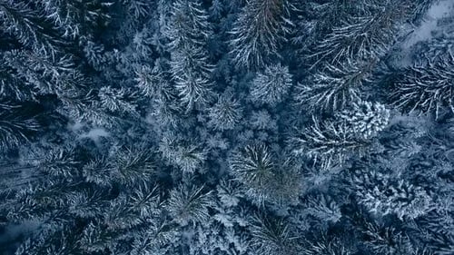 Aerial Footage of Winter Fir Tree Forest in the Mountains View From Above of Pine Trees Covered with