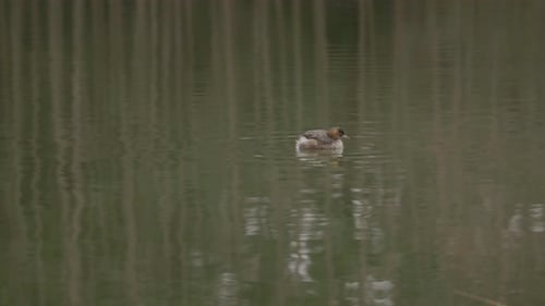 Little Grebe (Tachybaptus ruficollis) Swimming in the Waters 2