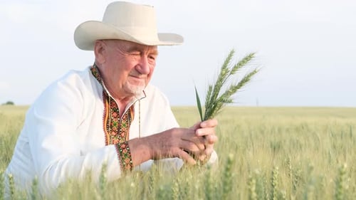 Senior Adult Examines Wheat in Rural Field
