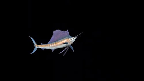 Animated 3D Sailfish Rotating Realistic Marine Animal