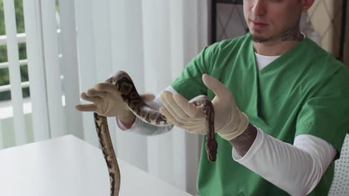 Veterinario masculino que sostiene y examina una serpiente pitón en la clínica