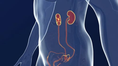 Human Kidney and Urinary System Anatomy 3D Animation