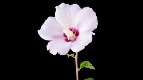 Beautiful White Hibiscus Flower Blooming Time Lapse