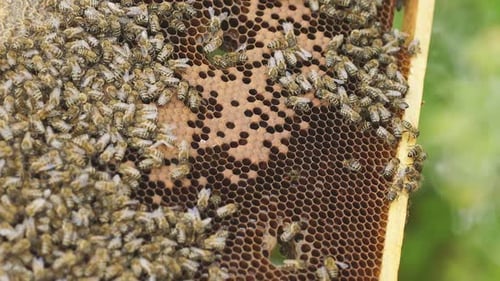 Beekeeper Checks the Honeycomb in Frame a Lot of Honey Bees on Honeycomb Closeup