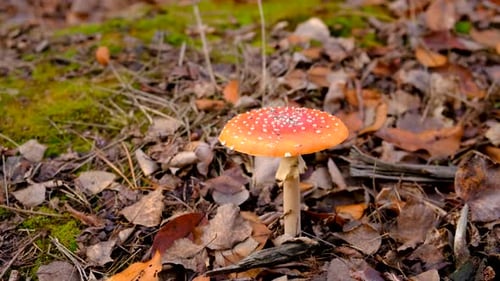 Mushroom Picking in the Forest Selective Focus