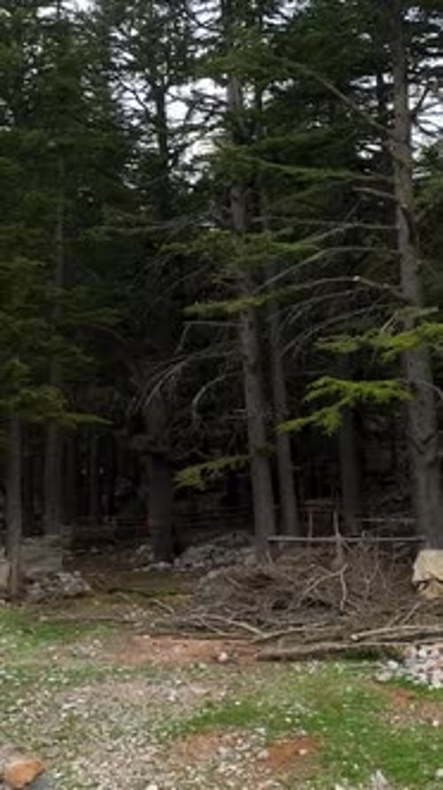 Vertical Video Mystic Forest Haven in the Mountains Aerial Expedition to Nature's Solitude