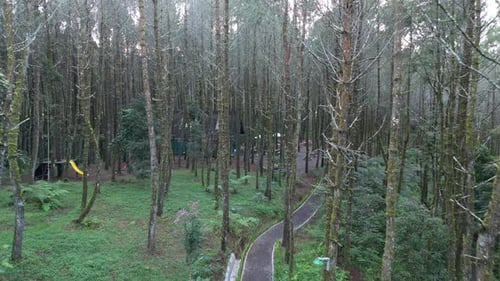 Aerial Perspective, Stunning Drone Footage Captured amidst Lush Pine Forest Canopy