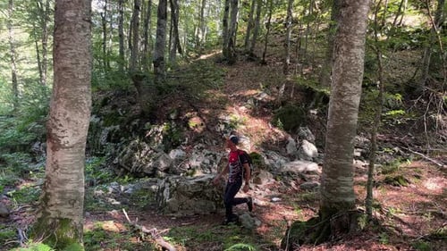 A Man with a Backpack Walks Through a Beautiful Forest with Huge Tree Trunks on a Sunny Day