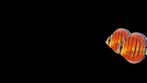 Two Red Discus Fish