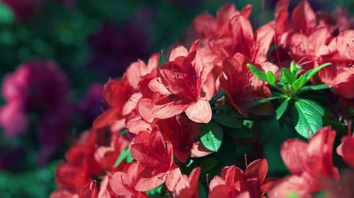 Close Up Blossom of Red Azalea Flowers on a Sunny Day