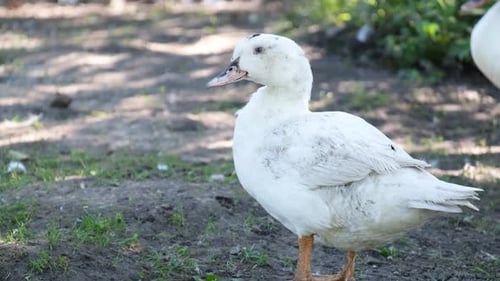 A White Duck on a Farm It Stands and Looks Into the Camera Lens
