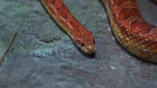 Close up shot capturing an exotic species corn snake, pantherophis guttatus, serpentine locomotion,