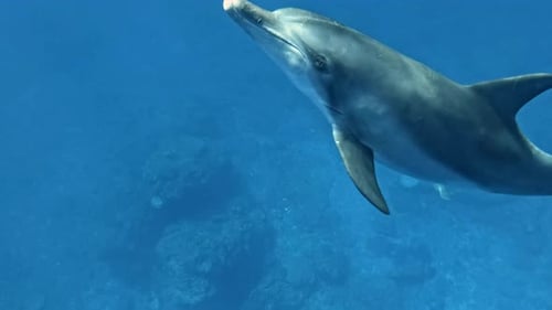 Dolphins Swimming Underwater - close up shot