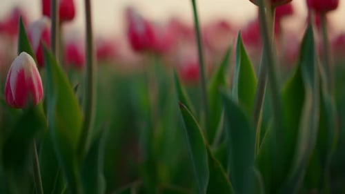 Blooming Tulip Field with Fresh Green Stems and Leaves Outdoors. Closeup Crispy