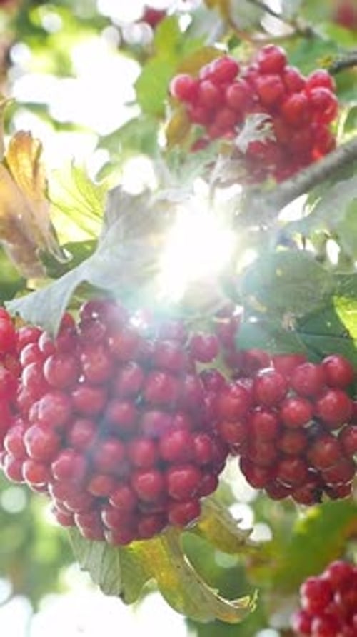 Cluster of Red Berries on a Tree Branch Natural Food