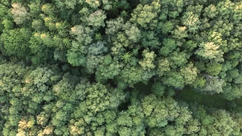 Aerial Top Down View of Mixed Forest Woodland