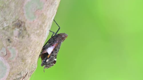 Overhang position while resting then moves up a little, Lantern Bug, Penthicodes variegate, Thailand