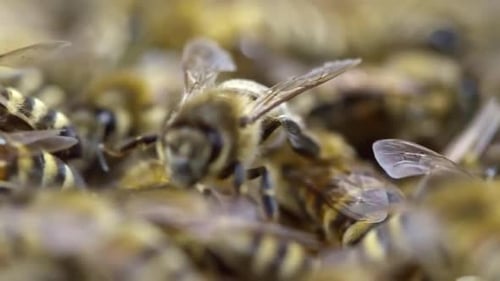 Honey Bees, Close Up