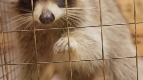 Un animal espère être proche Un raton laveur en captivité cherche une compagnie amicale, des signaux de raton laveur rapidement avides