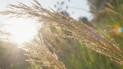 Weizenpflanzen im Grün der Natur