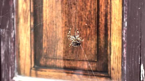 Spider clinging to its web due to strong wind blowing