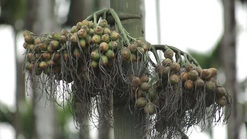 Close up zoom in shot of areca nut on tree. Shallow focus