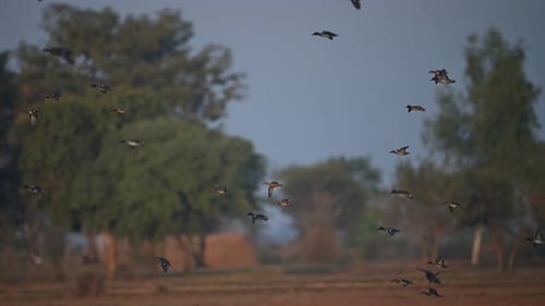Flock of Ducks flying
