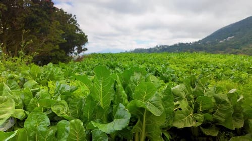 Vidéo inclinable d'une plantation de bette à carde avec Green Horizon à Colonia Tovar, au Venezuela