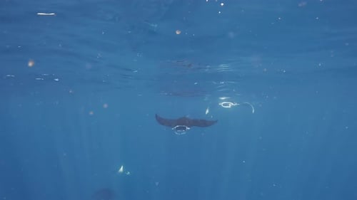 Graceful Manta Ray Swimming in the Deep Ocean
