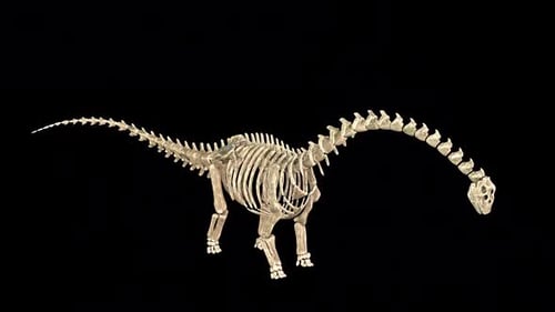 Doudou Skeleton Sauropoda