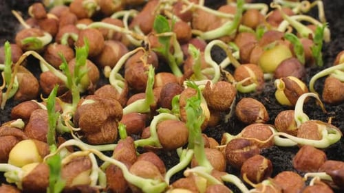 Beauty of nature growth process as seeds germinate and sprout into small plants.