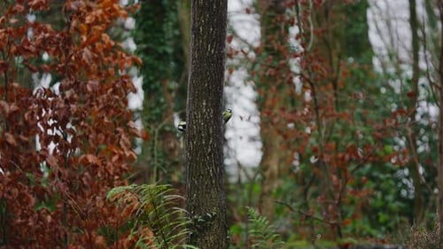 Blue Tit and Great Tit on Forest Floor in Autumn